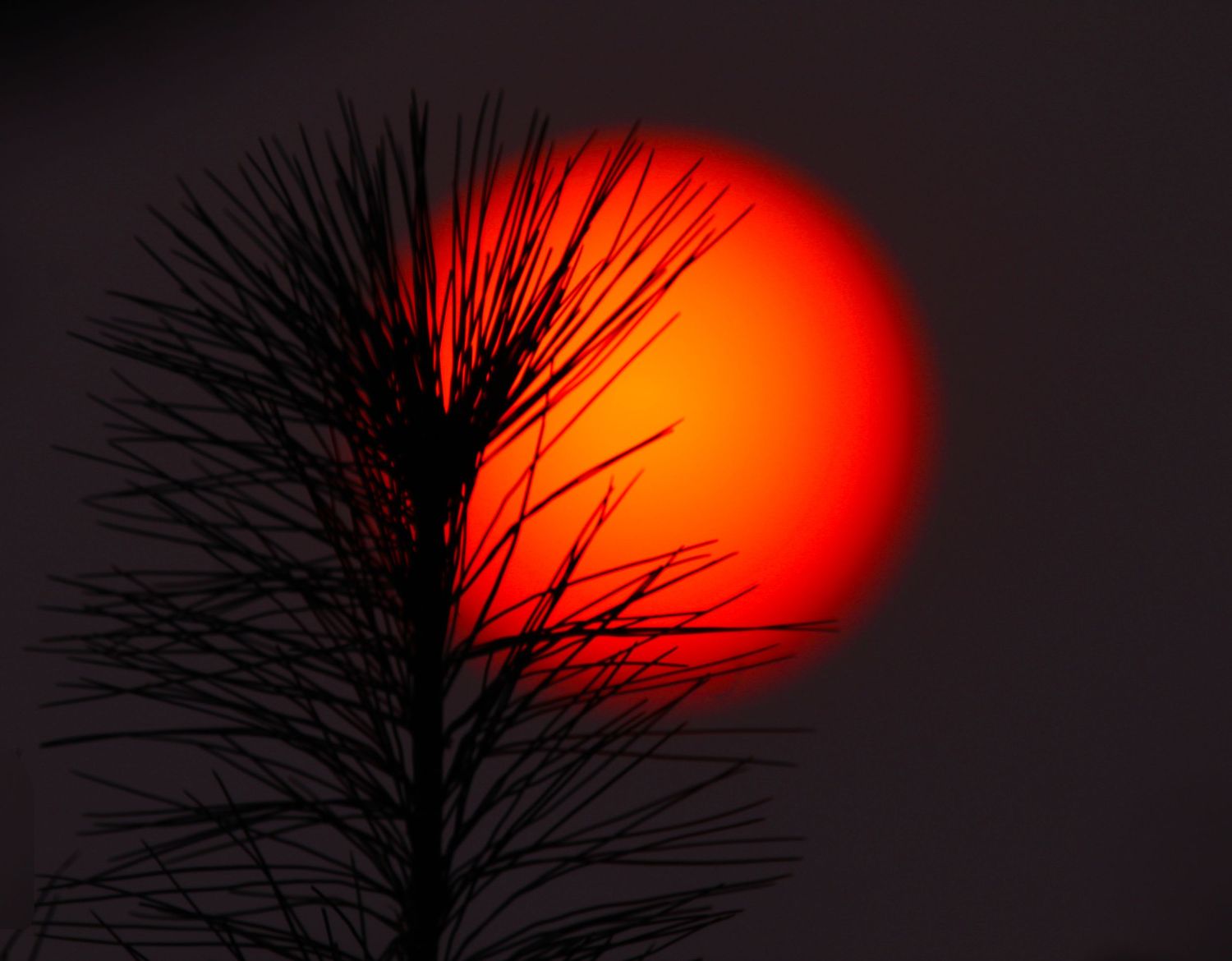 A dramatic red sunset silhouettes dark pine tree branches against a glowing crimson sky.