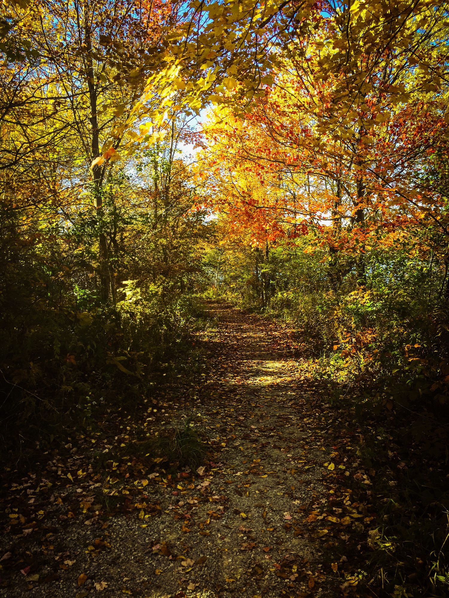 A scenic autumn forest path covered in fallen leaves with golden sunlight filtering through colorful tree canopy.