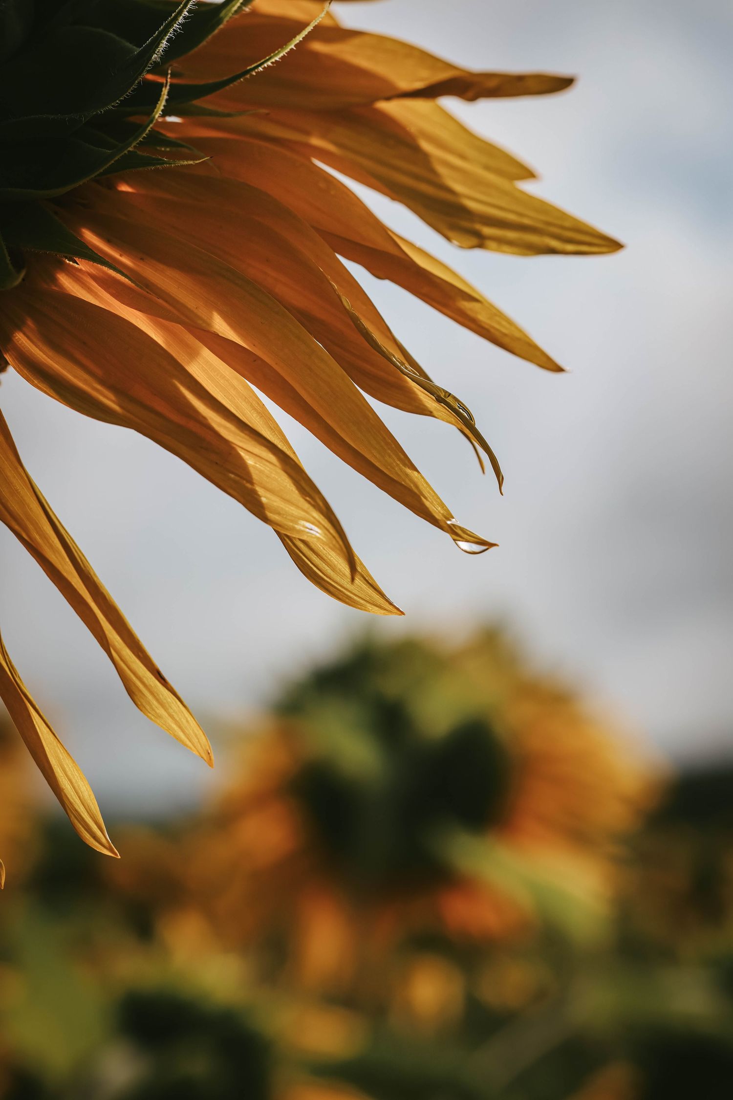 Close-up of golden sunflower petals with a water droplet, set against a blurred sunflower field and cloudy sky.