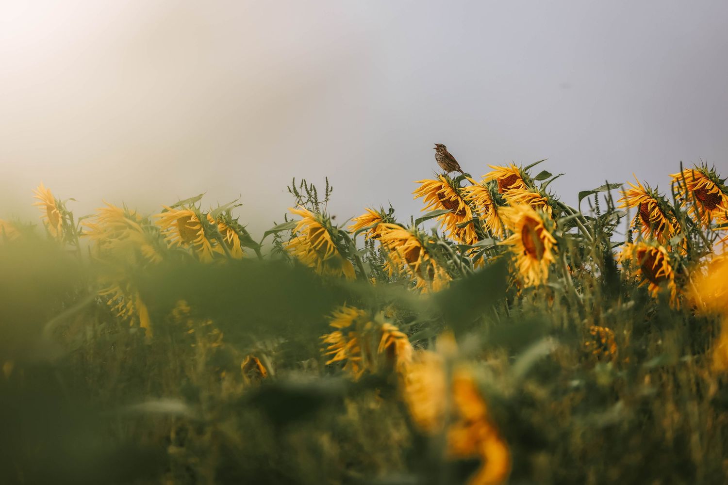 A small bird perched atop vibrant yellow sunflowers in a misty golden field at sunrise.