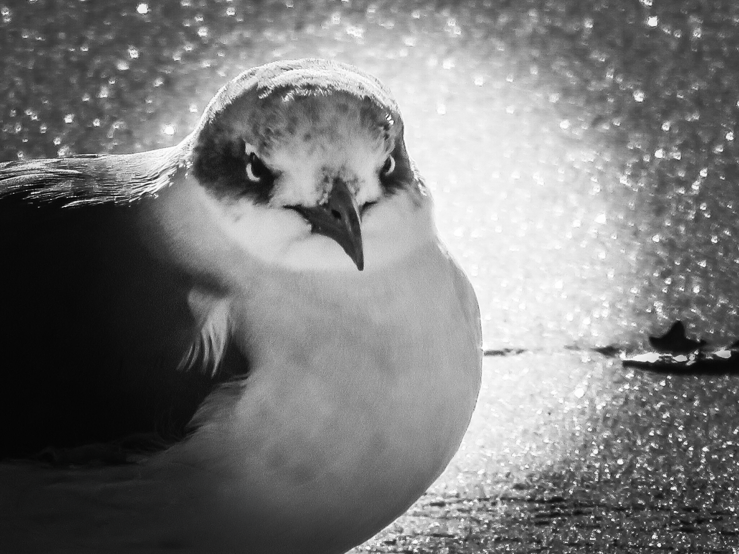 Close-up black and white photo of a seagull resting on a surface with a sparkling bokeh background.