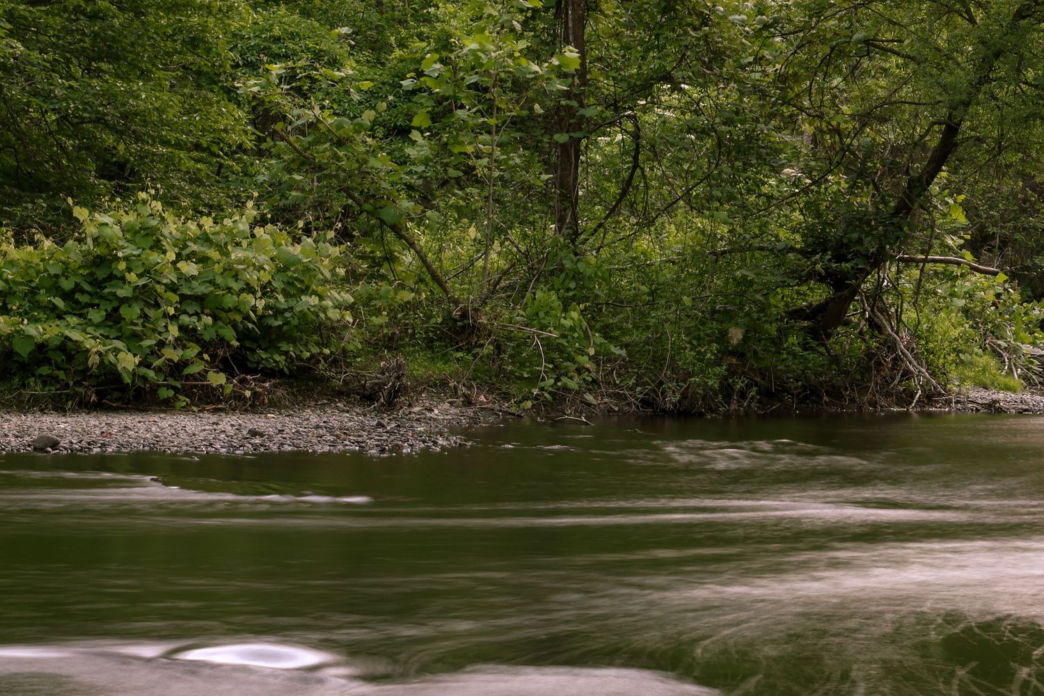 Slow-moving river water flows past green foliage and trees along a peaceful forest riverbank.