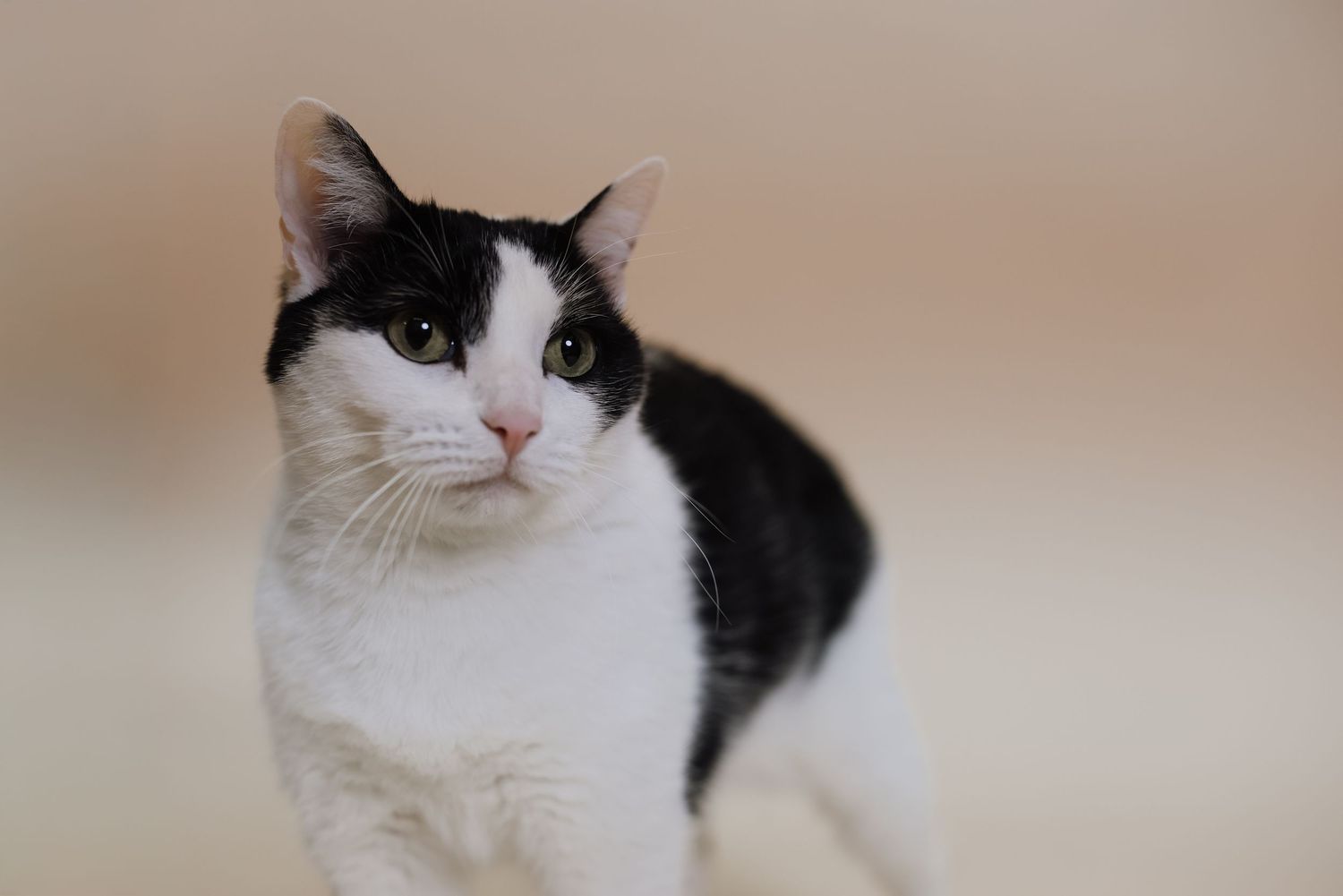 A black and white cat with alert ears gazes intently at the camera against a neutral beige background.