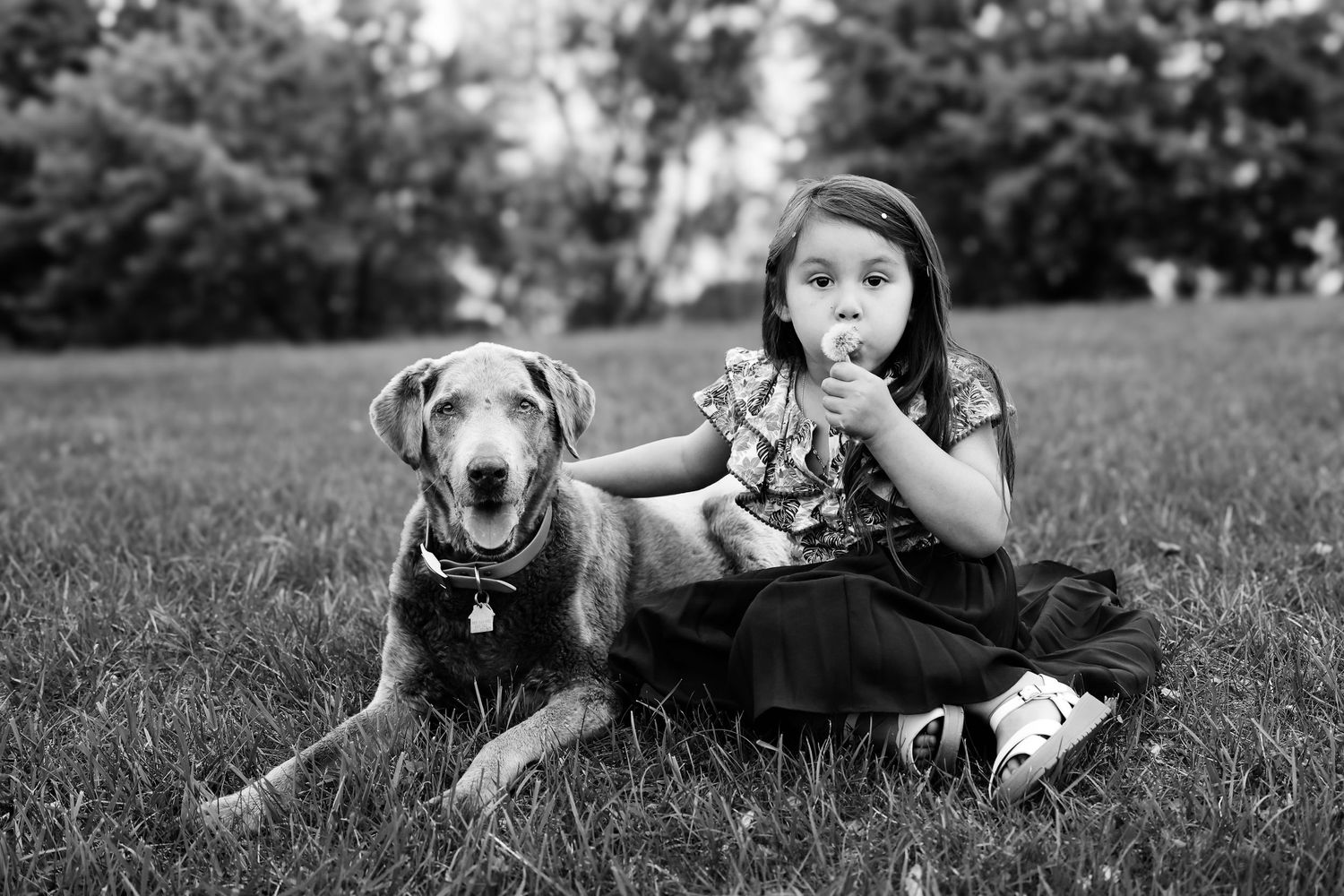 A series of black and white photos showing playful moments between dogs and their companions lying in grassy fields.