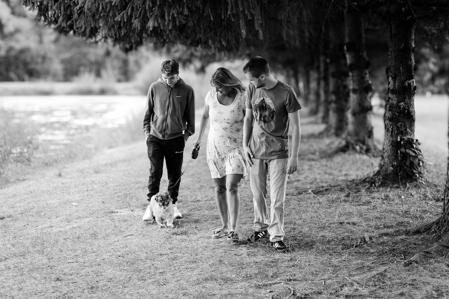 A group of people walking dogs together on a tree-lined path in a park setting.