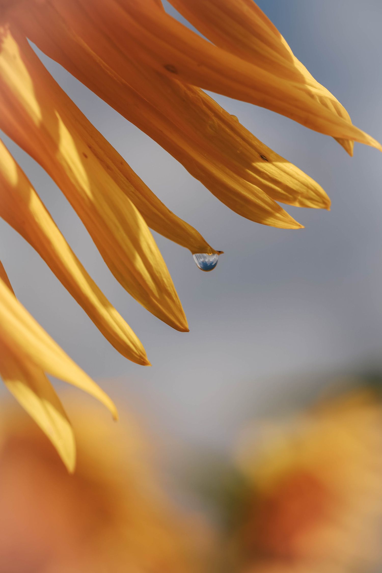 Close-up of golden sunflower petals with a single water droplet reflecting the sky, set against a soft blue background.