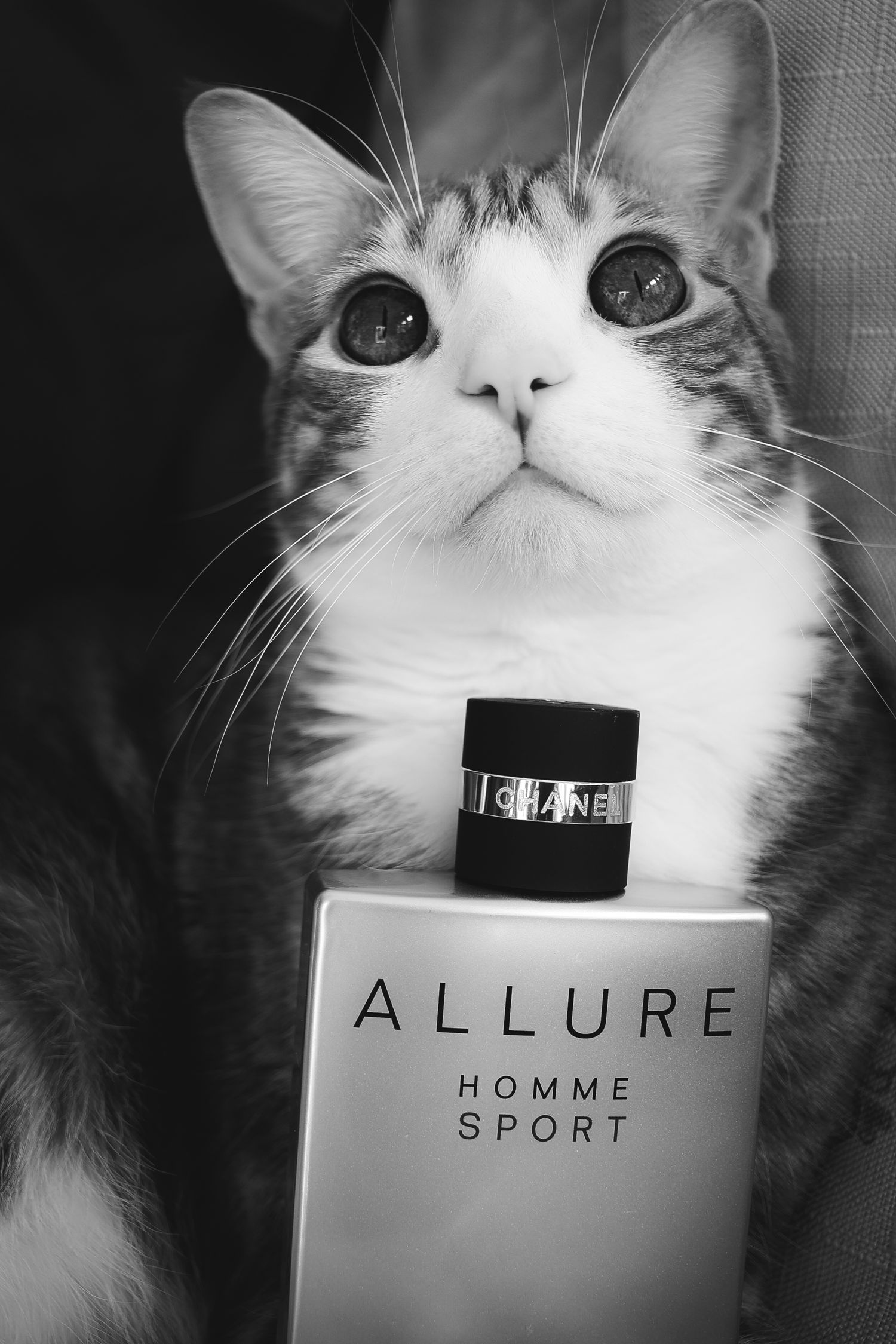 A white and grey cat poses next to different Chanel perfume bottles in a series of artistic black and white photographs.