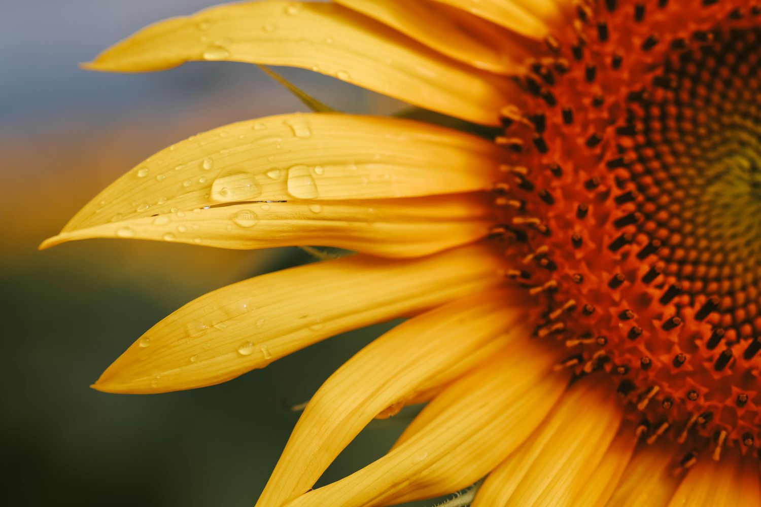 Close-up of a vibrant sunflower with yellow petals covered in water droplets and a rich red-orange center.