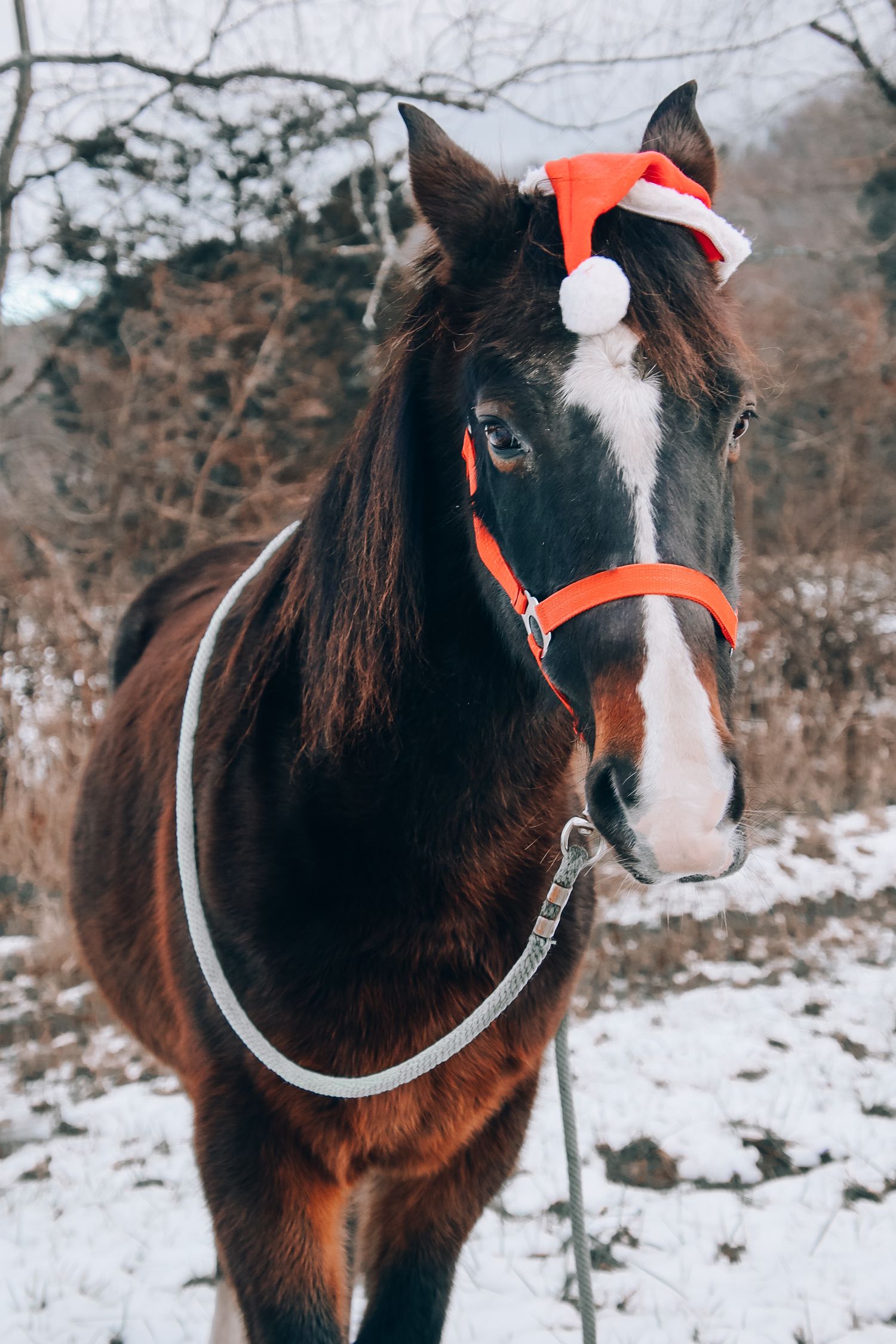 A dark brown horse wearing a festive red Santa hat and matching halter stands in a snowy winter landscape.