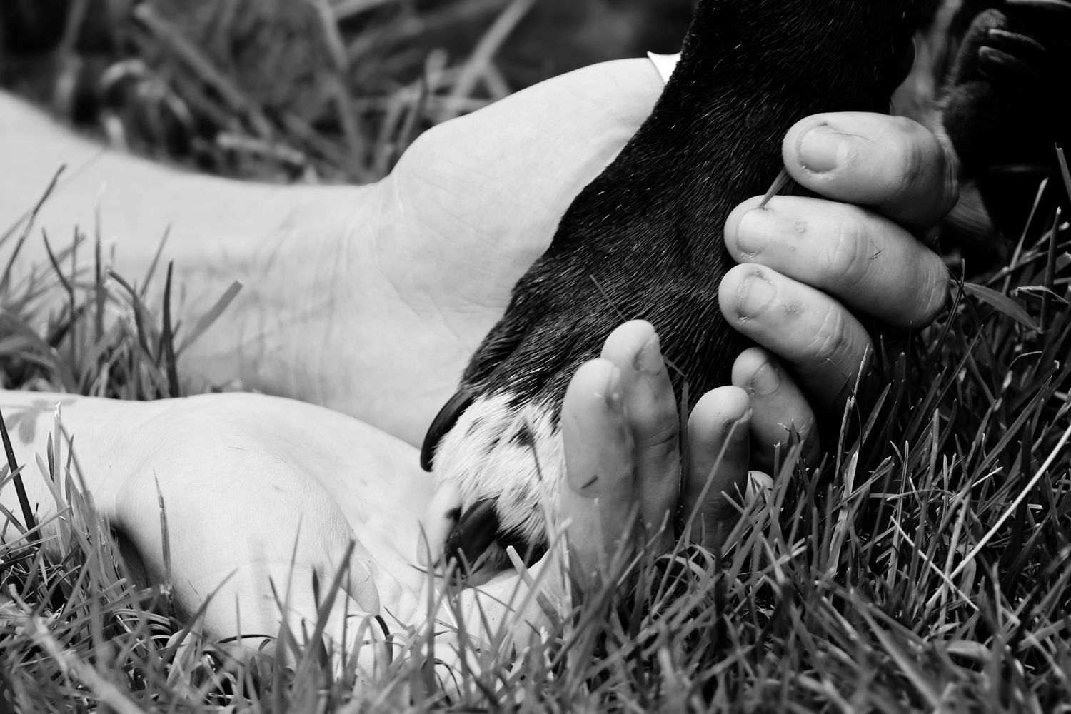 A close-up shot of a hand gently holding a small baby chick in the grass.