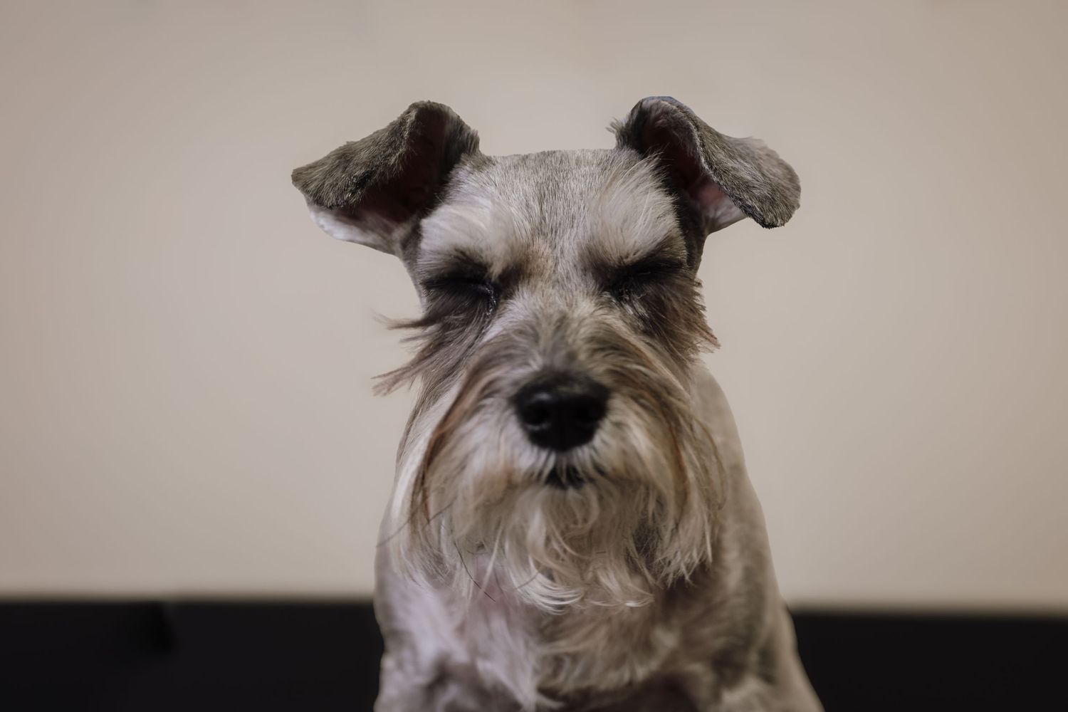 A miniature schnauzer with a scruffy gray and white beard looks directly at the camera with an inquisitive expression.
