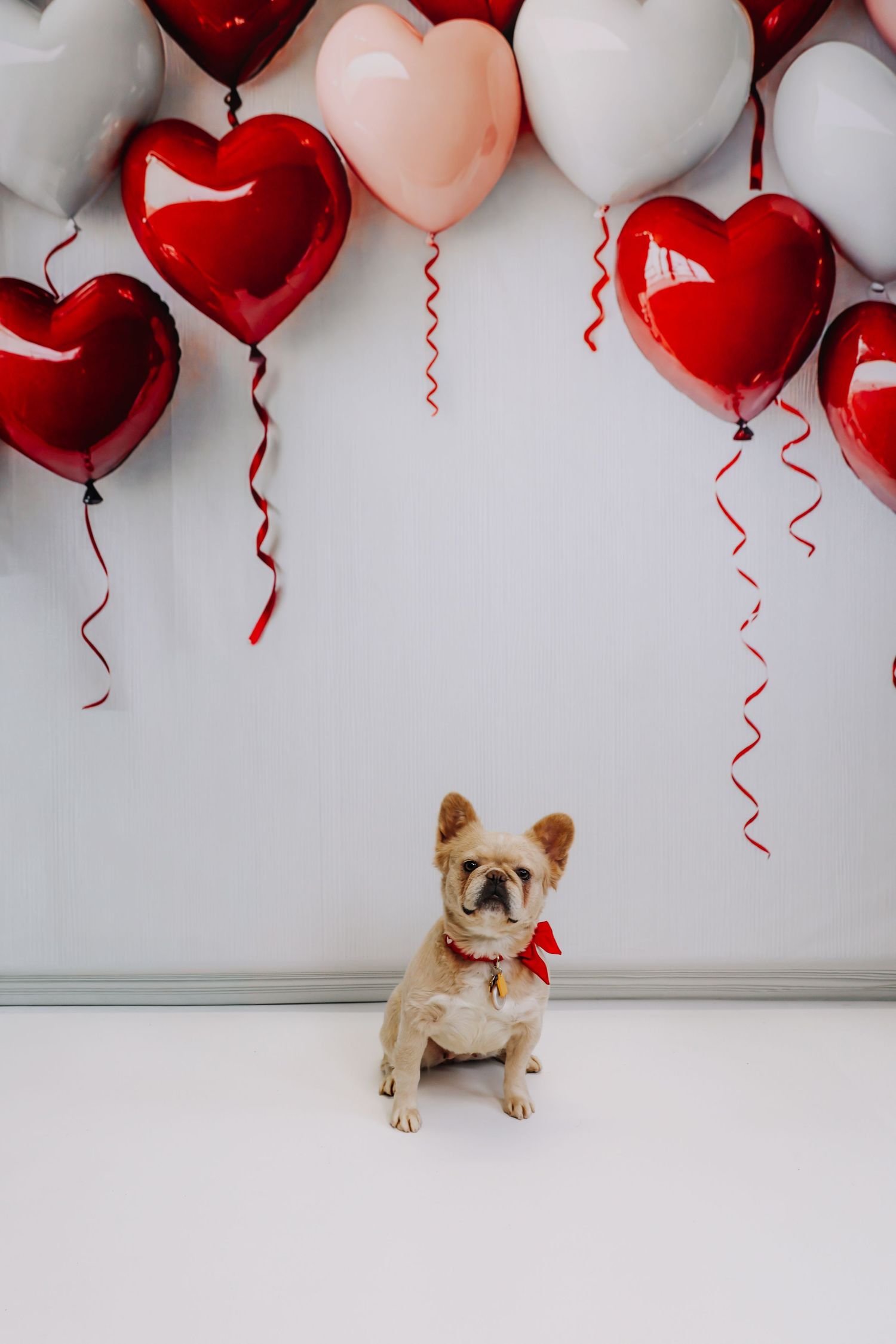 Adorable French Bulldog sits in front of Valentine's Day backdrop with red and white heart-shaped balloons.