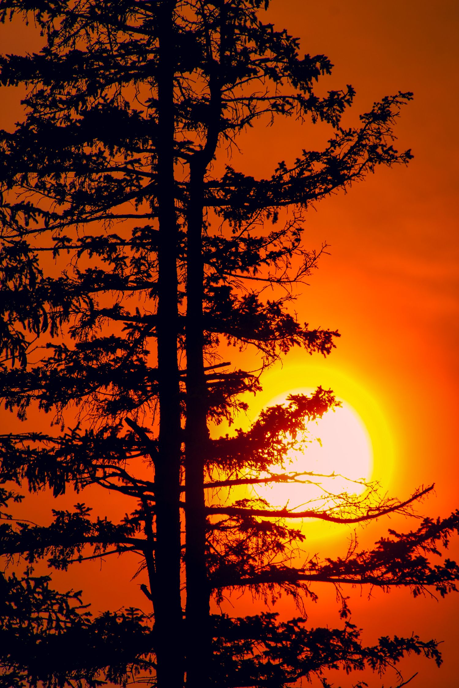 Silhouette of a tall pine tree against a dramatic orange sunset sky with bright glowing sun.