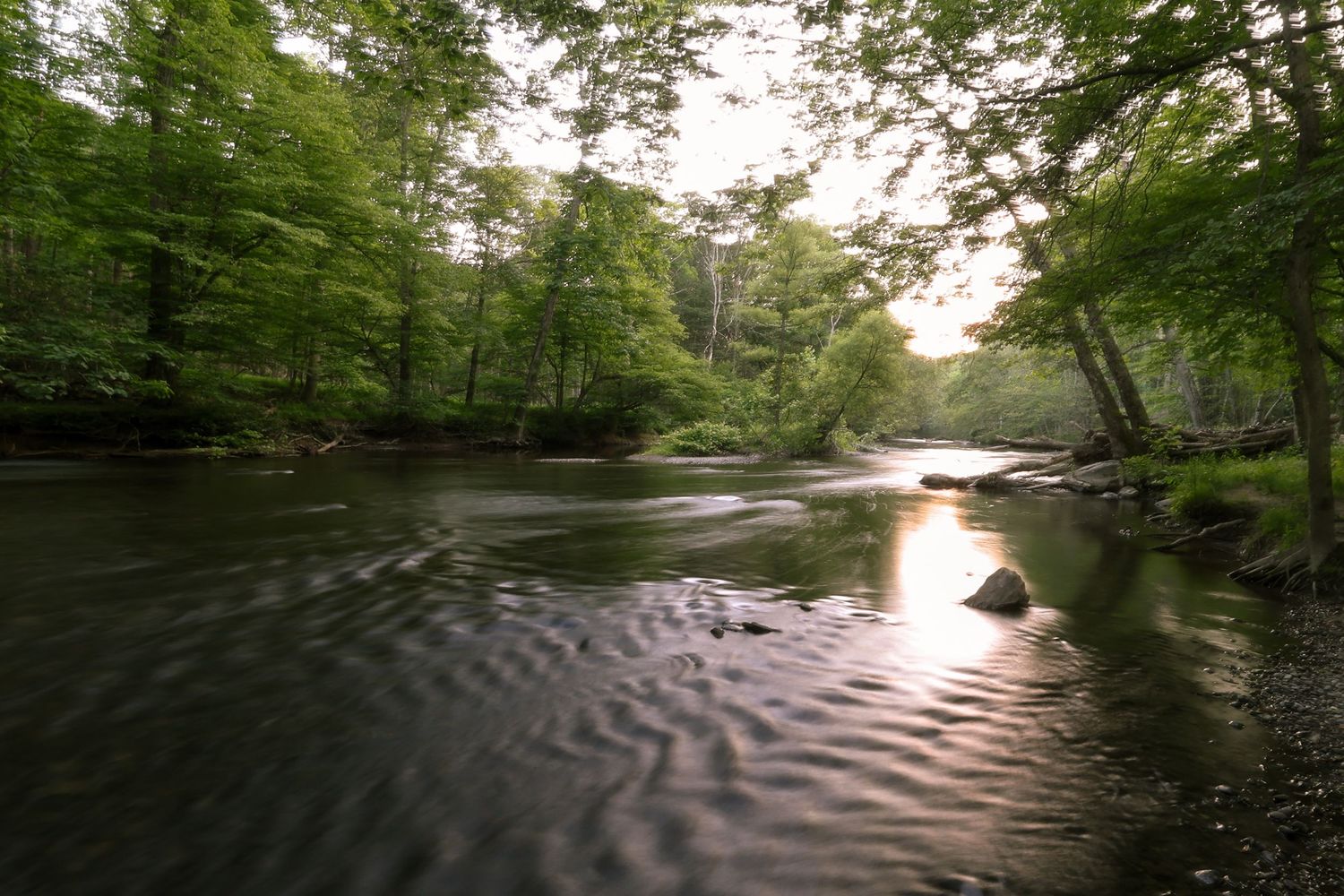 A tranquil river flows through a green forest with sunlight reflecting off the rippling water at sunset.