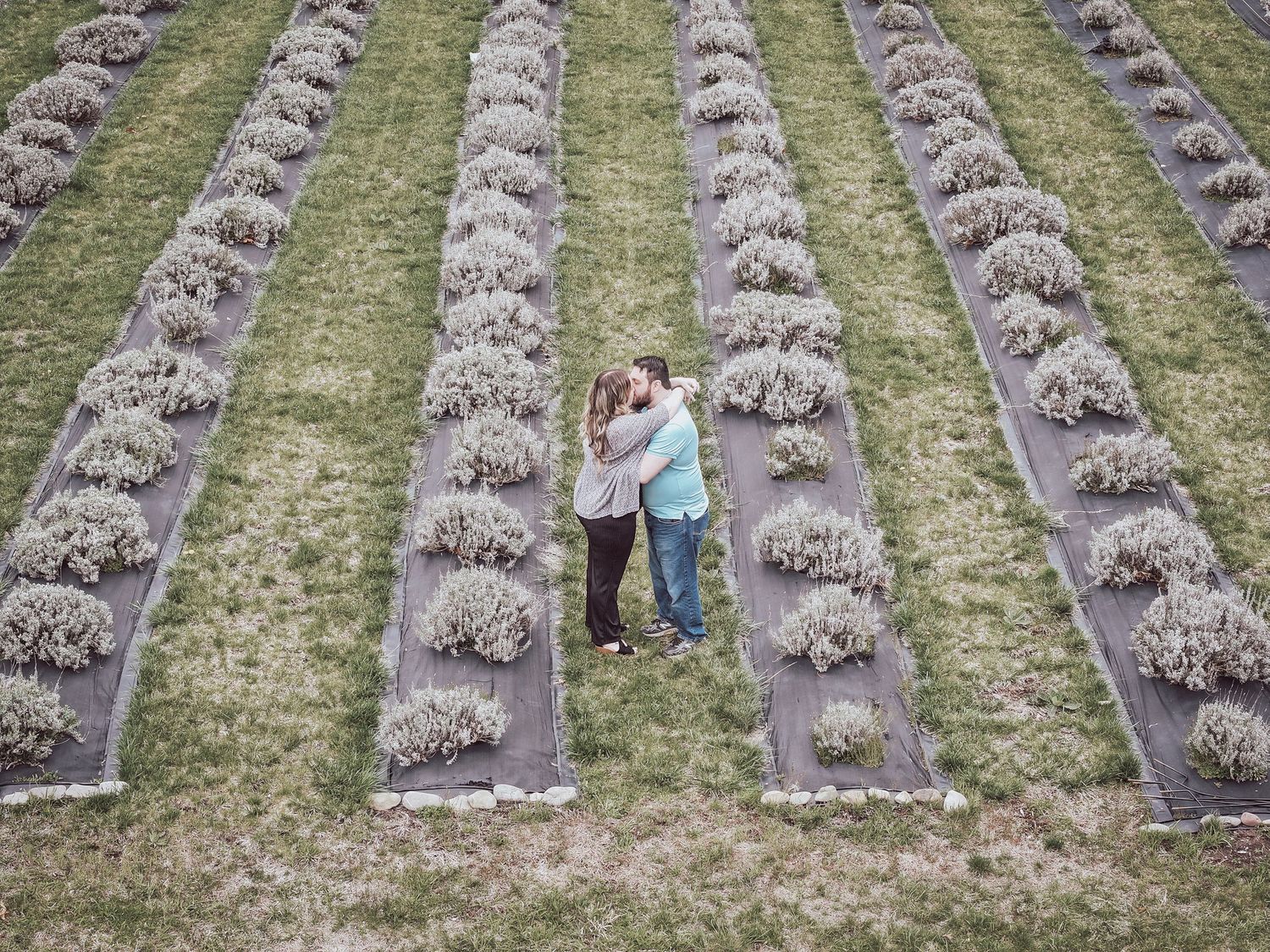Aerial view of lavender plants growing in neat rows on a farm field with people walking between the rows.