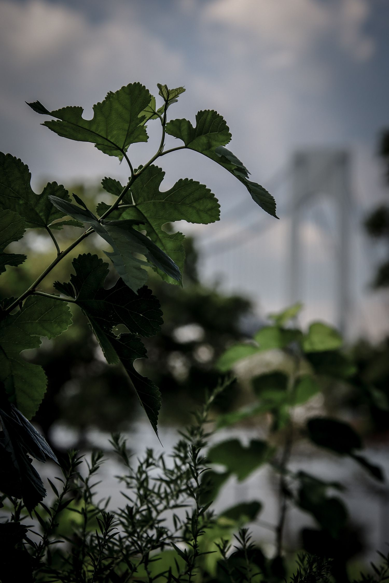 Green leafy plants in foreground with a suspension bridge visible through bokeh blur against a cloudy sky.