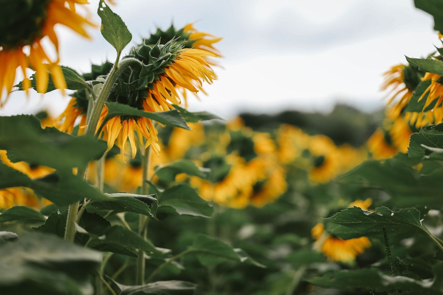 A vibrant sunflower field in full bloom with yellow petals and green leaves under a cloudy sky.