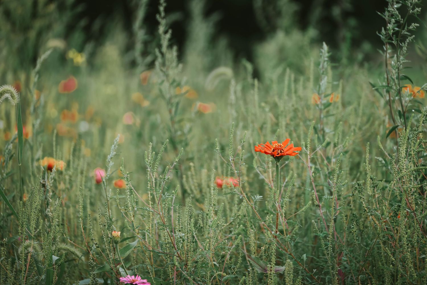 A vibrant orange wildflower blooms among lush green meadow grasses and colorful wildflowers in a natural field setting.