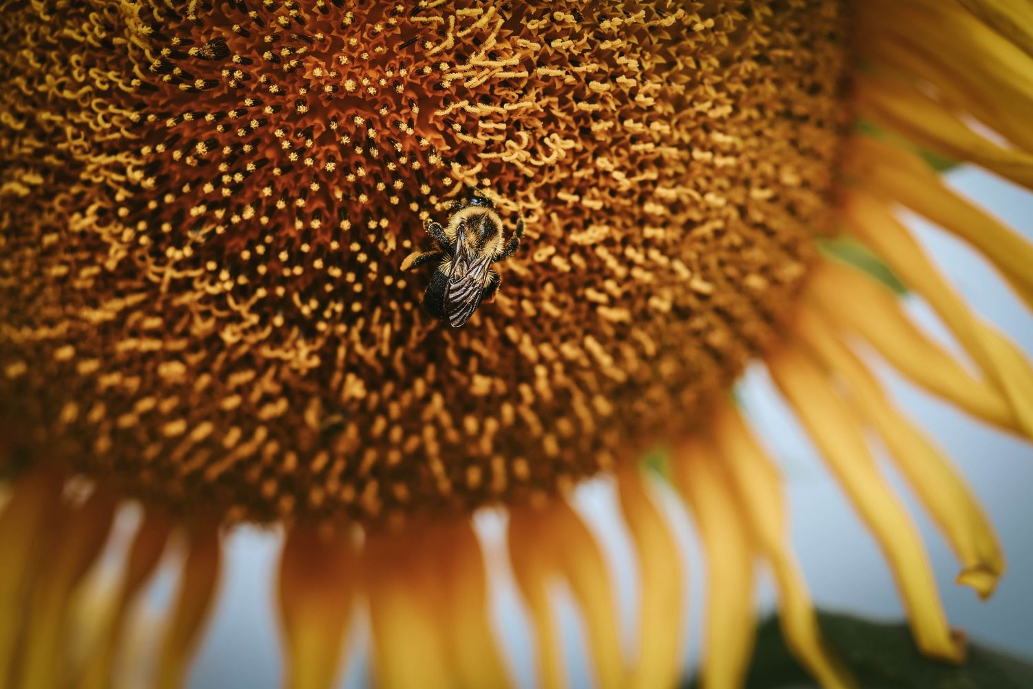 A honeybee pollinating a vibrant sunflower, close-up macro shot showing golden petals and textured center.