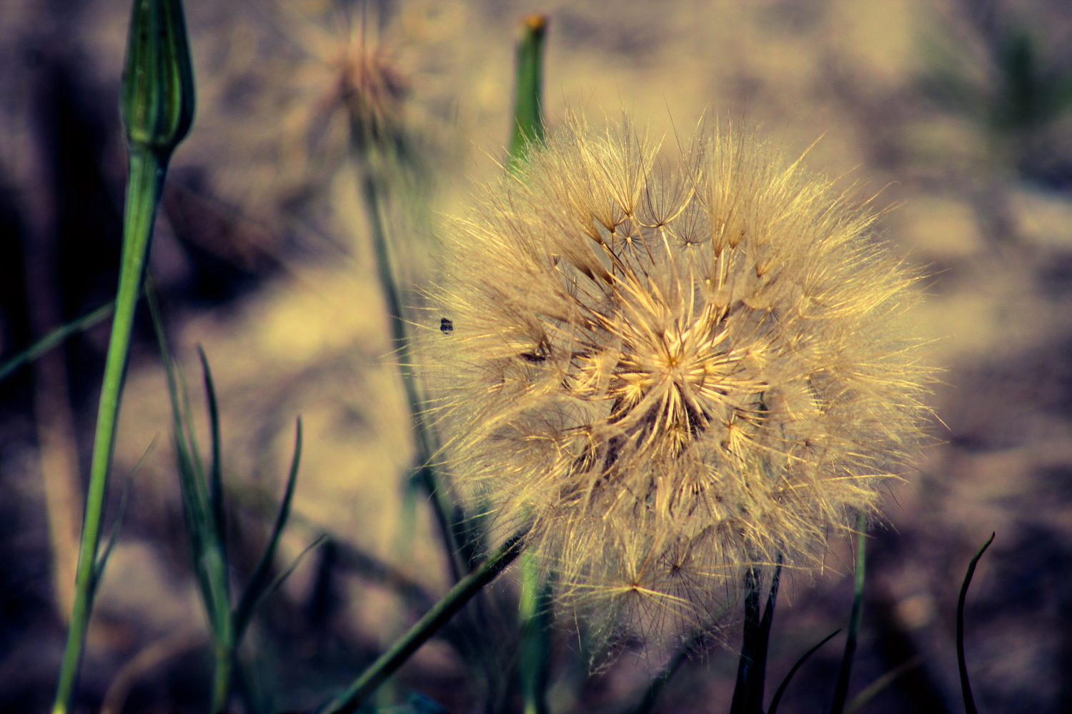 Close-up of a yellow dandelion seed head in a field, with green stems and blurred natural background.