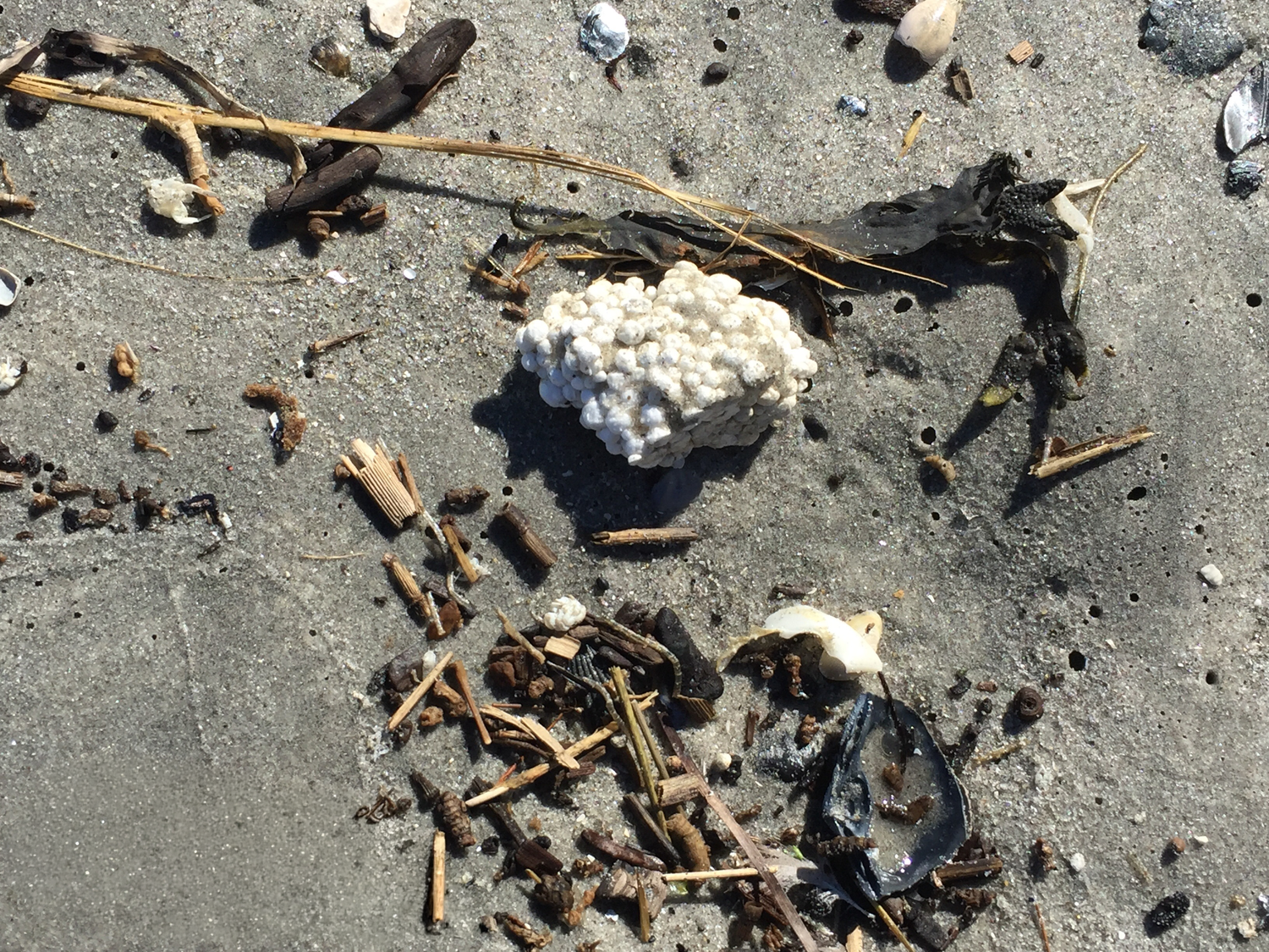 White sea snail egg mass on sandy beach surrounded by driftwood, seaweed, and debris at low tide.