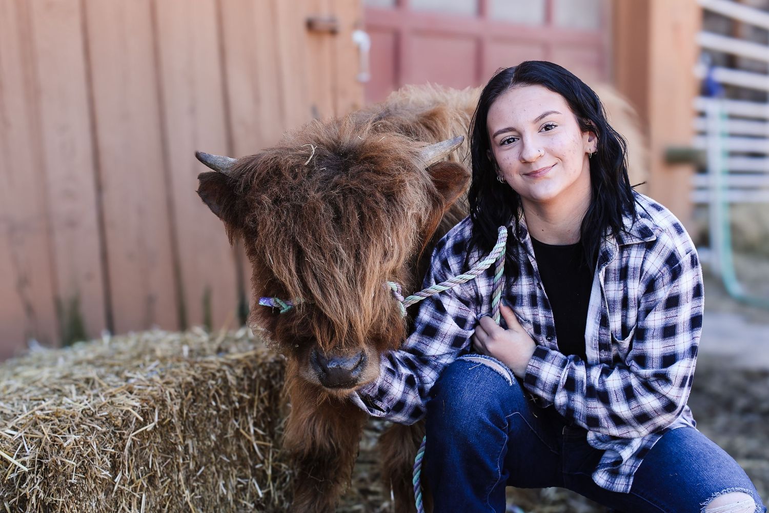 A young woman in a plaid shirt sits on hay bales with a fluffy brown Highland cow at a farm.