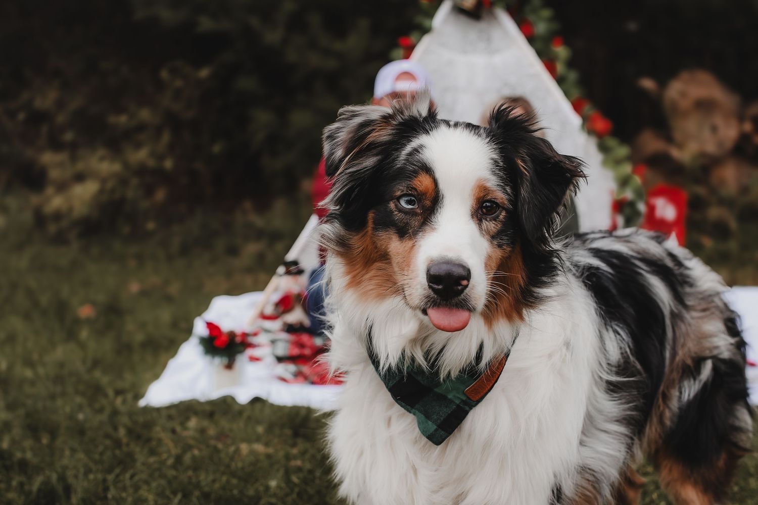 Australian shepherd dog plays with red and white rose petals scattered on green grass in outdoor setting.
