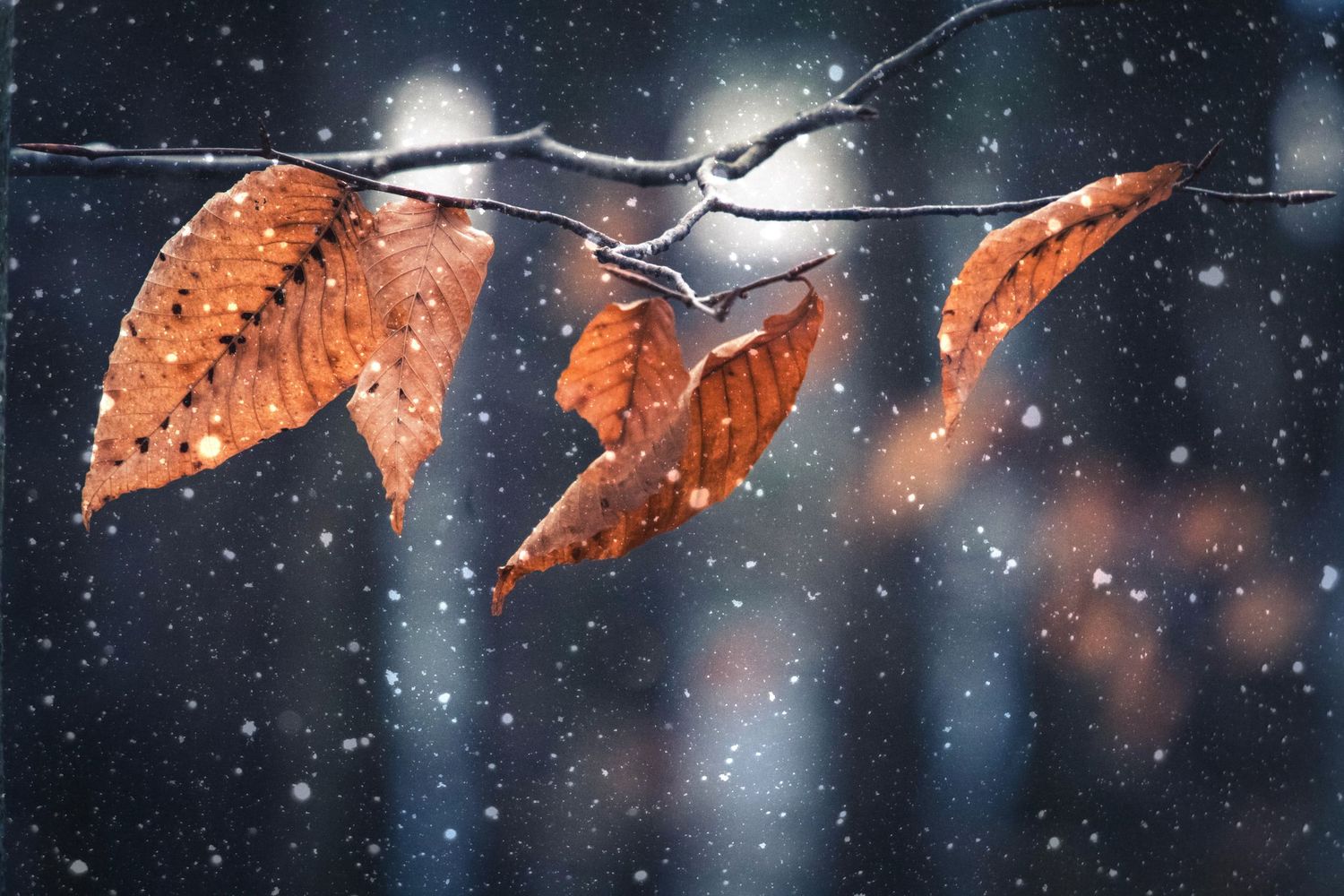Autumn leaves covered in frost against a dark starry background create a magical winter scene.