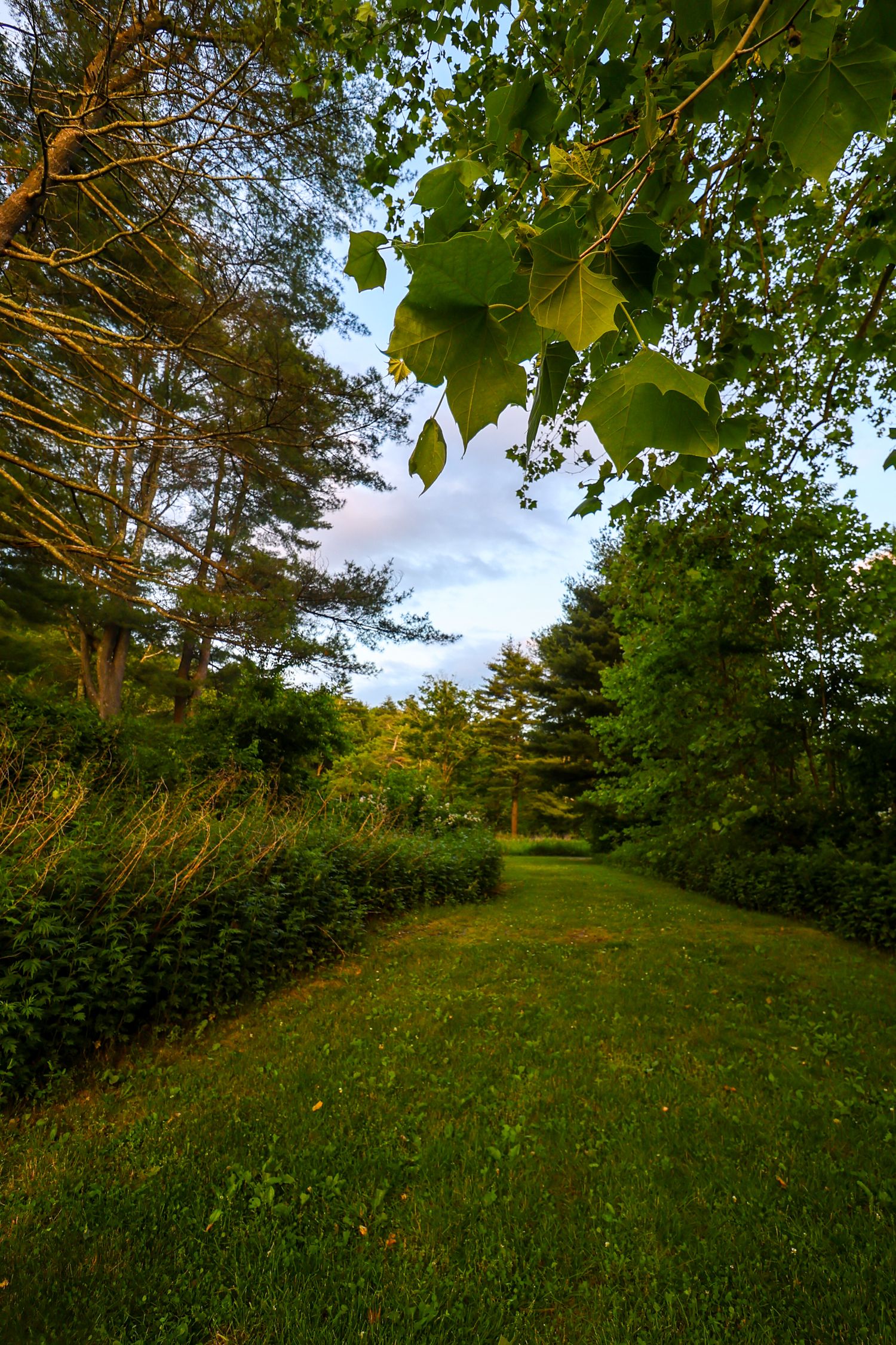 A peaceful grassy path winds through green trees and foliage on a summer evening with warm light filtering through leaves.