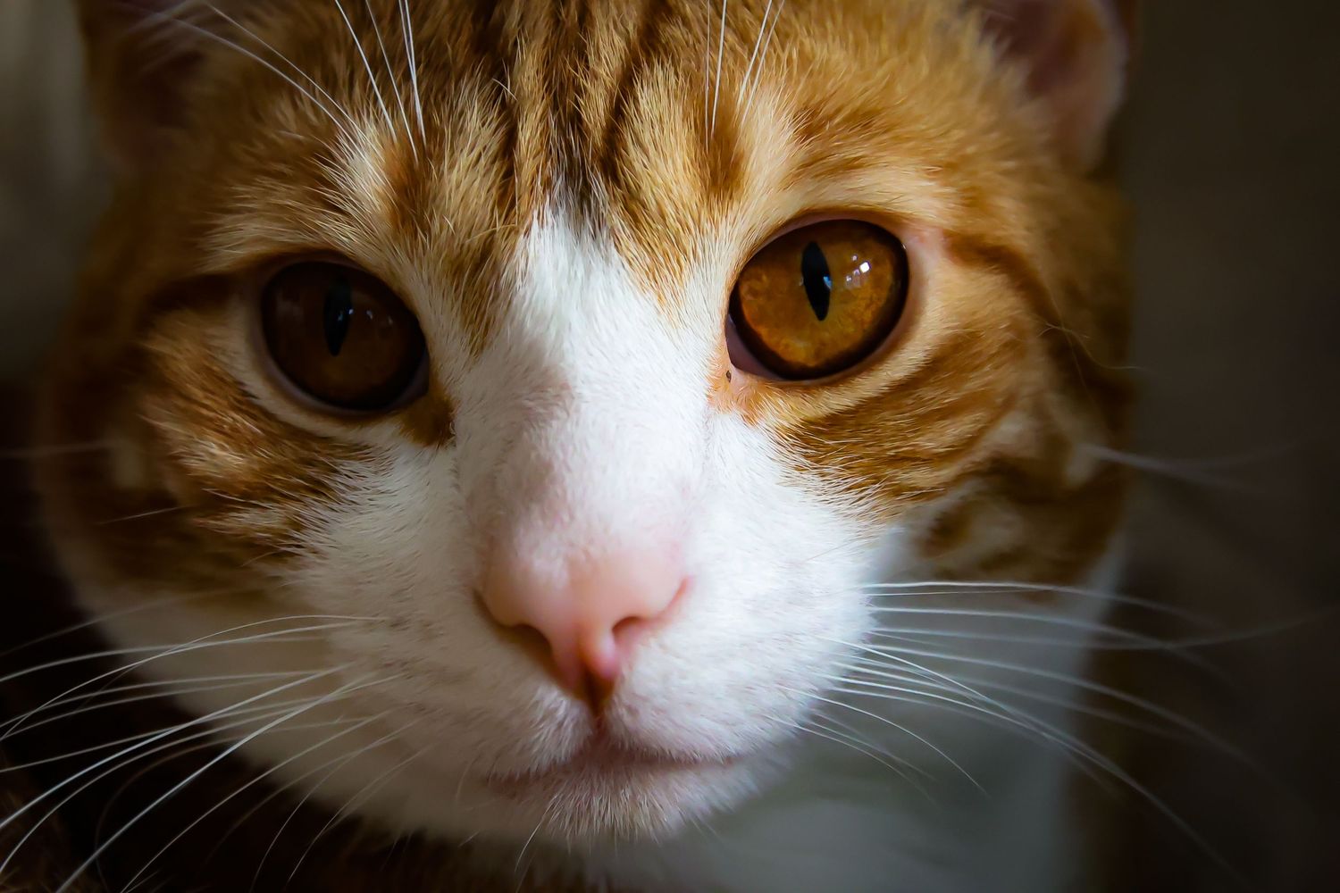 Close-up portrait of an orange and white cat with bright amber eyes gazing at the camera.