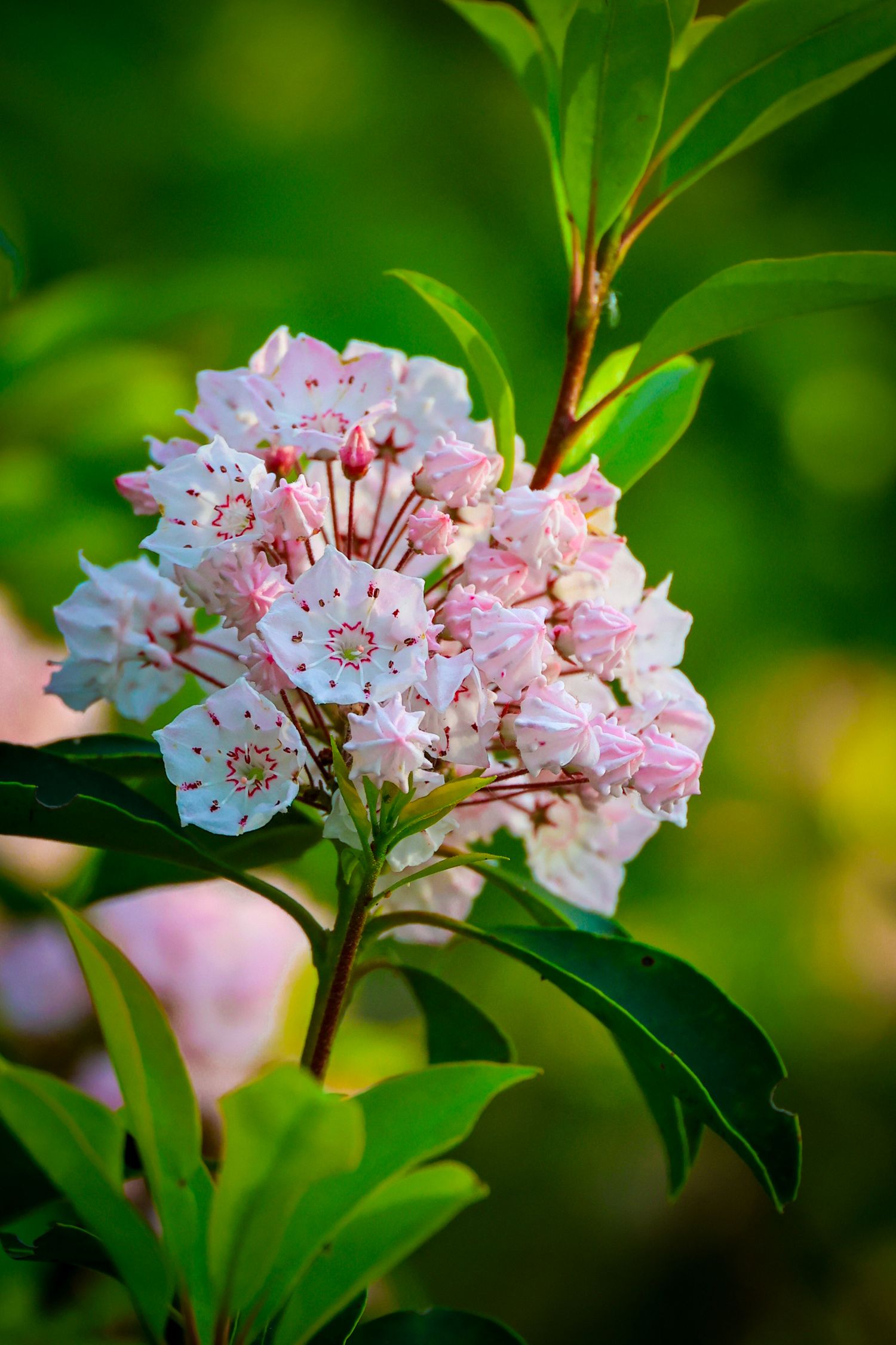 Cluster of pink and white mountain laurel flowers blooming on a branch with green leaves in soft natural light.