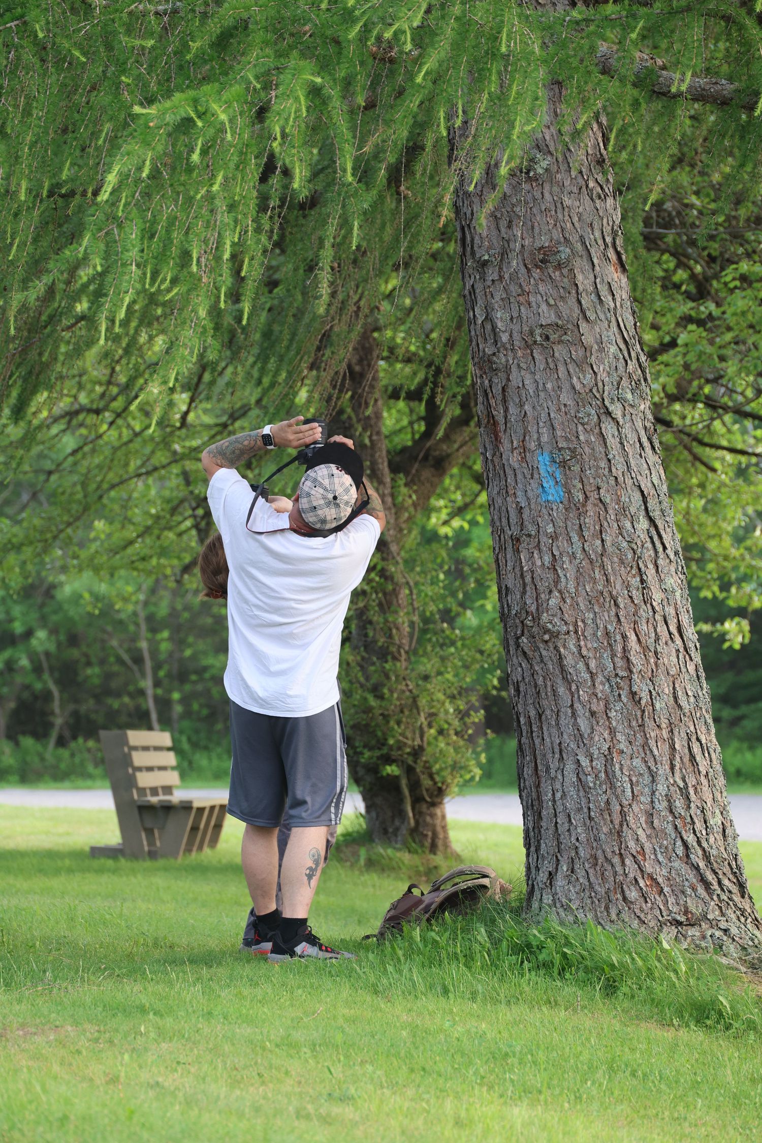 A sequence of photos showing someone taking a photo of a tree trunk in a lush green park setting.