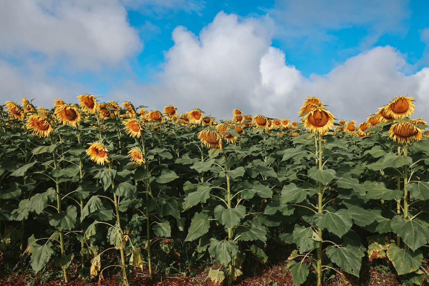 A vibrant field of blooming sunflowers stretching toward a bright blue sky with fluffy white clouds.