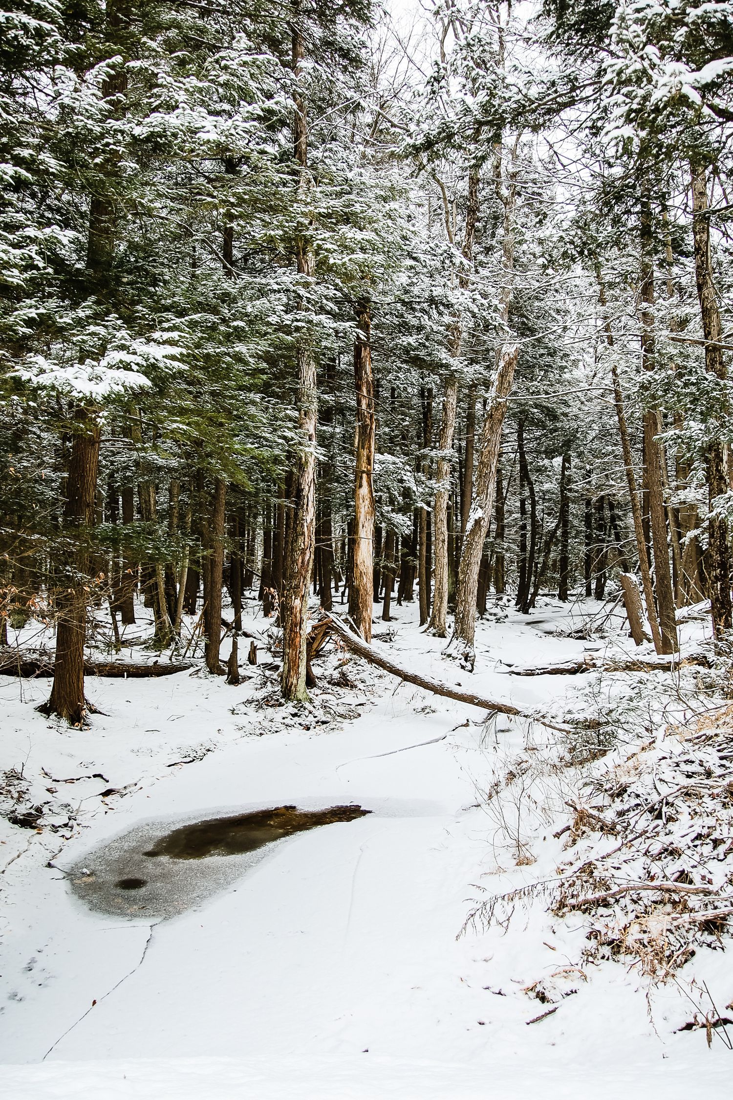 Snow-covered forest trail with tall trees and a partially frozen puddle in winter landscape.