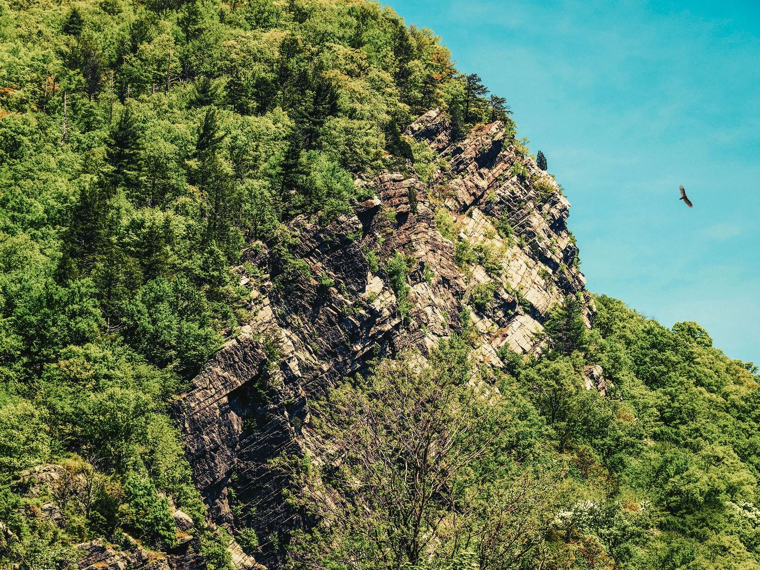 A rocky cliff face covered in green vegetation rises against a bright blue sky with a bird soaring overhead.