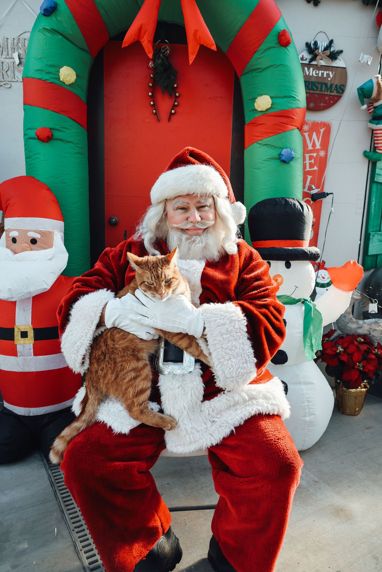 An orange tabby cat sits on a traditional red-suited holiday figure's lap in front of festive green and red decorations.