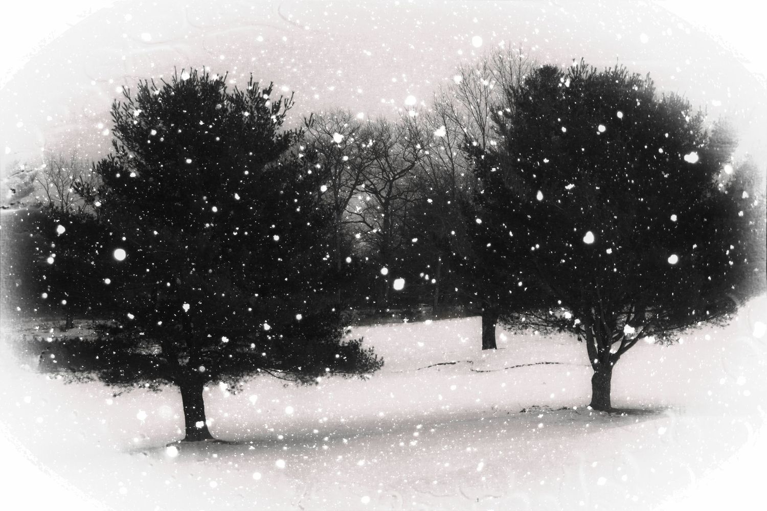A row of silhouetted trees stands against a white winter sky with falling snow creating a minimalist landscape.