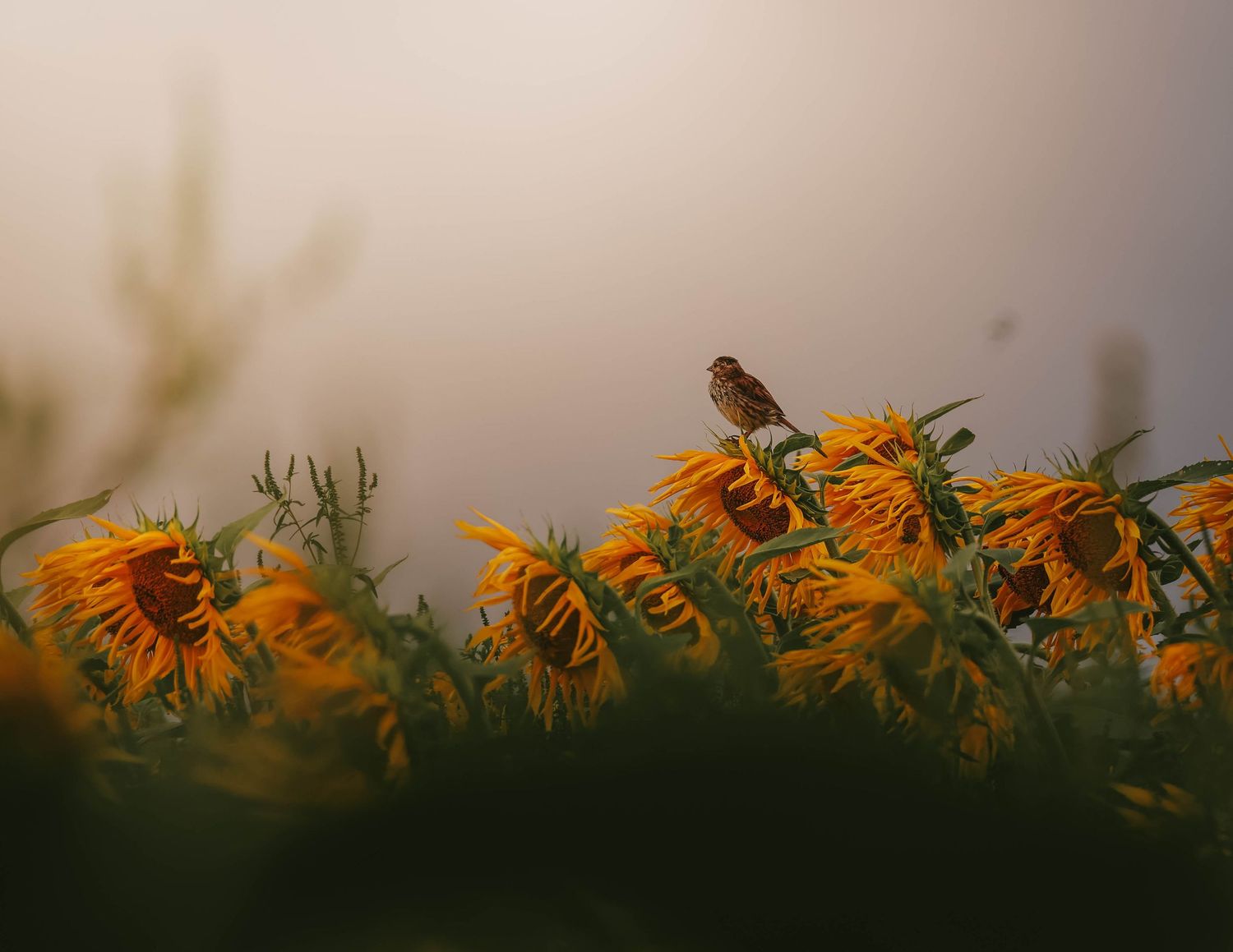 A small bird perched atop vibrant yellow sunflowers in a field during a misty golden hour sunset.