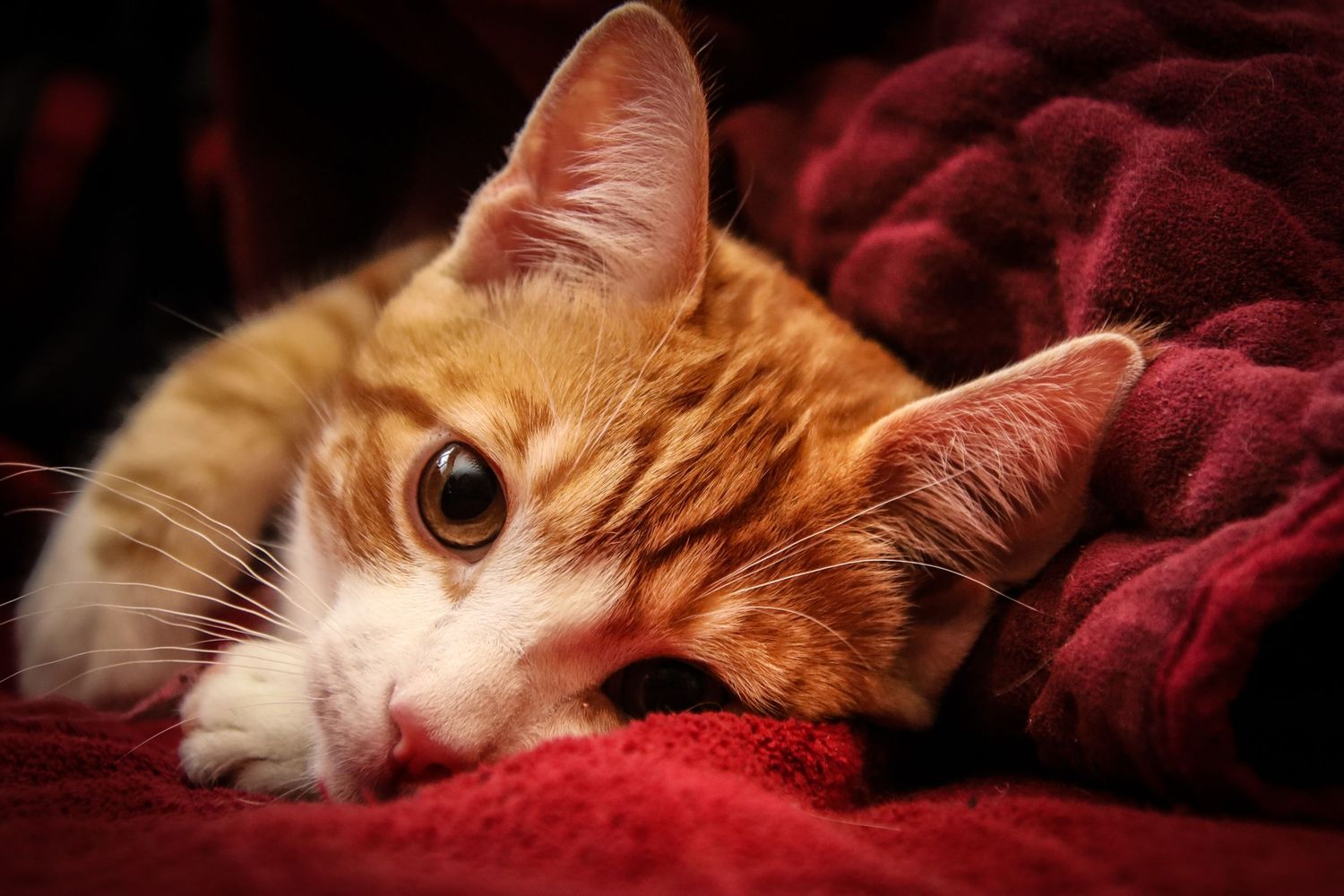 Orange and white cat lying on red blanket with sleepy expression in close-up portrait.
