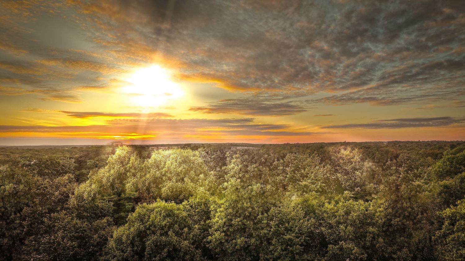 Aerial view of a lush green forest canopy at golden sunset with dramatic cloudy sky and warm sunlight.