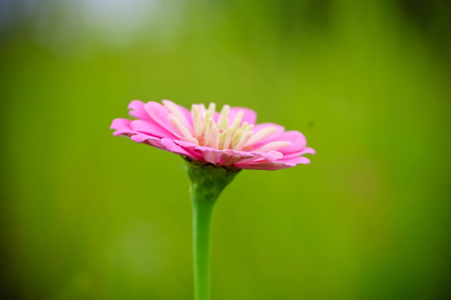 A vibrant pink zinnia flower blooms on a green stem against a soft, blurred green background.