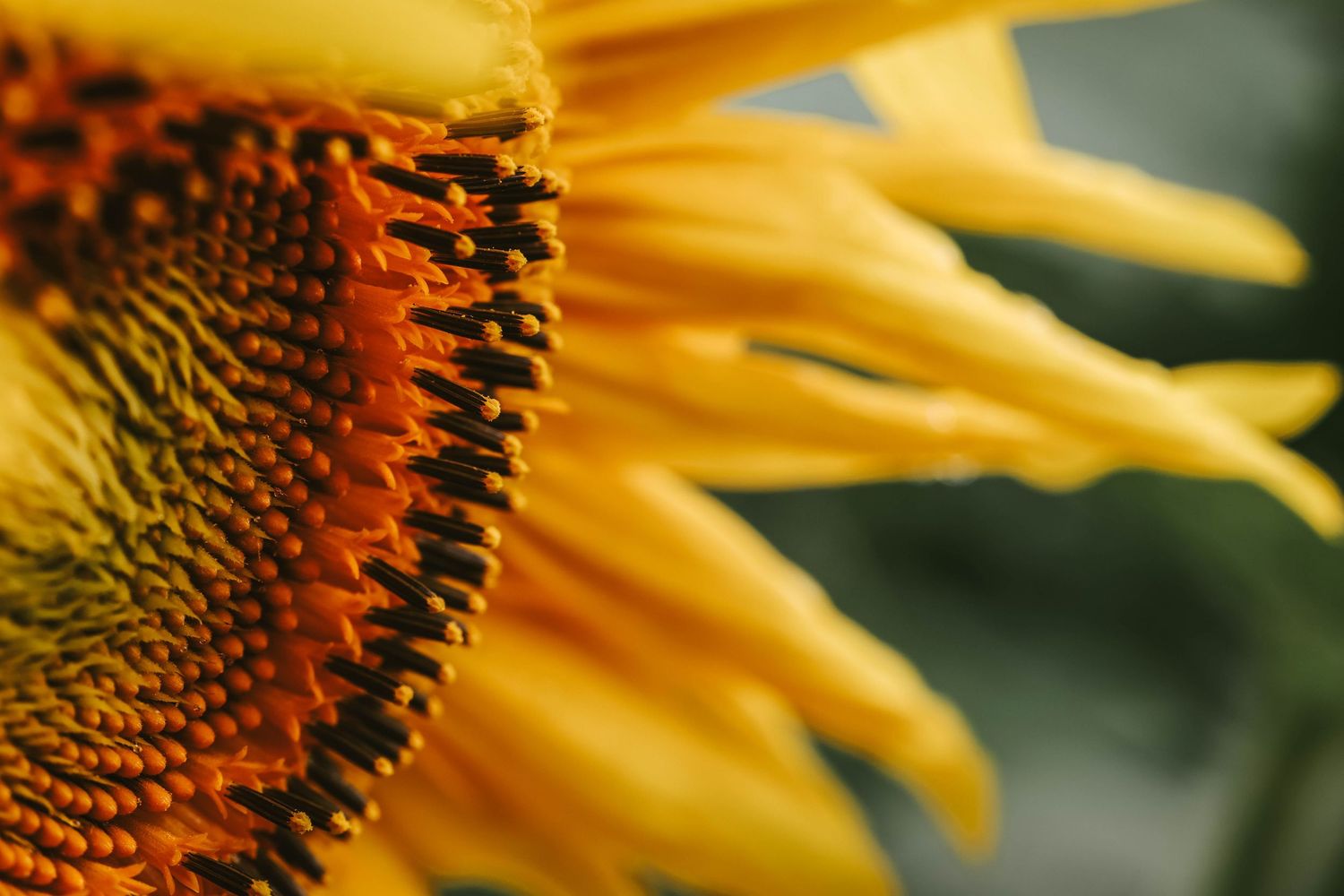 Close-up macro shot of a vibrant yellow sunflower showing detailed petals and dark brown seed center.