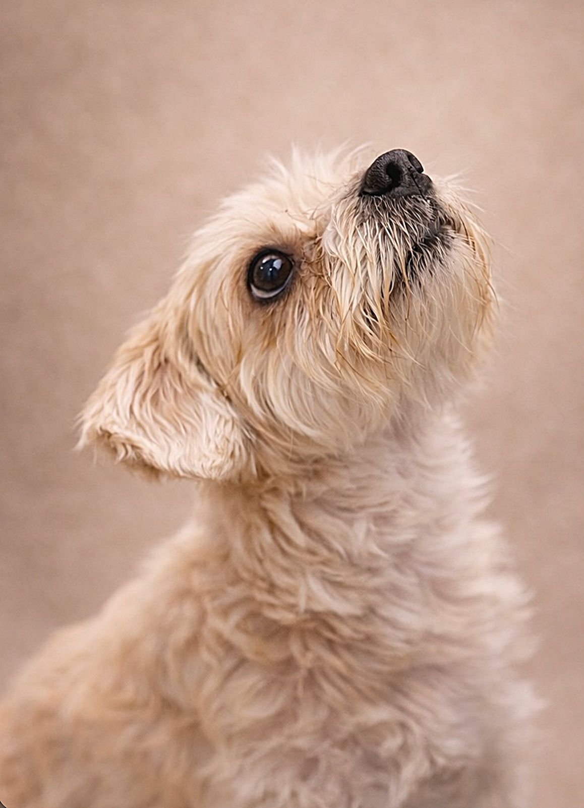 Cute fluffy cream-colored small dog gazing upward with soft wavy fur on a tan studio background.