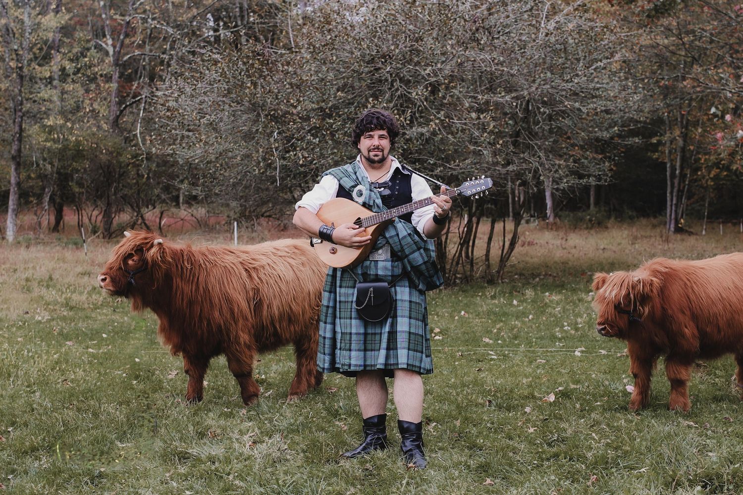 A person in traditional Scottish attire plays guitar in a field with two Highland cattle grazing nearby.