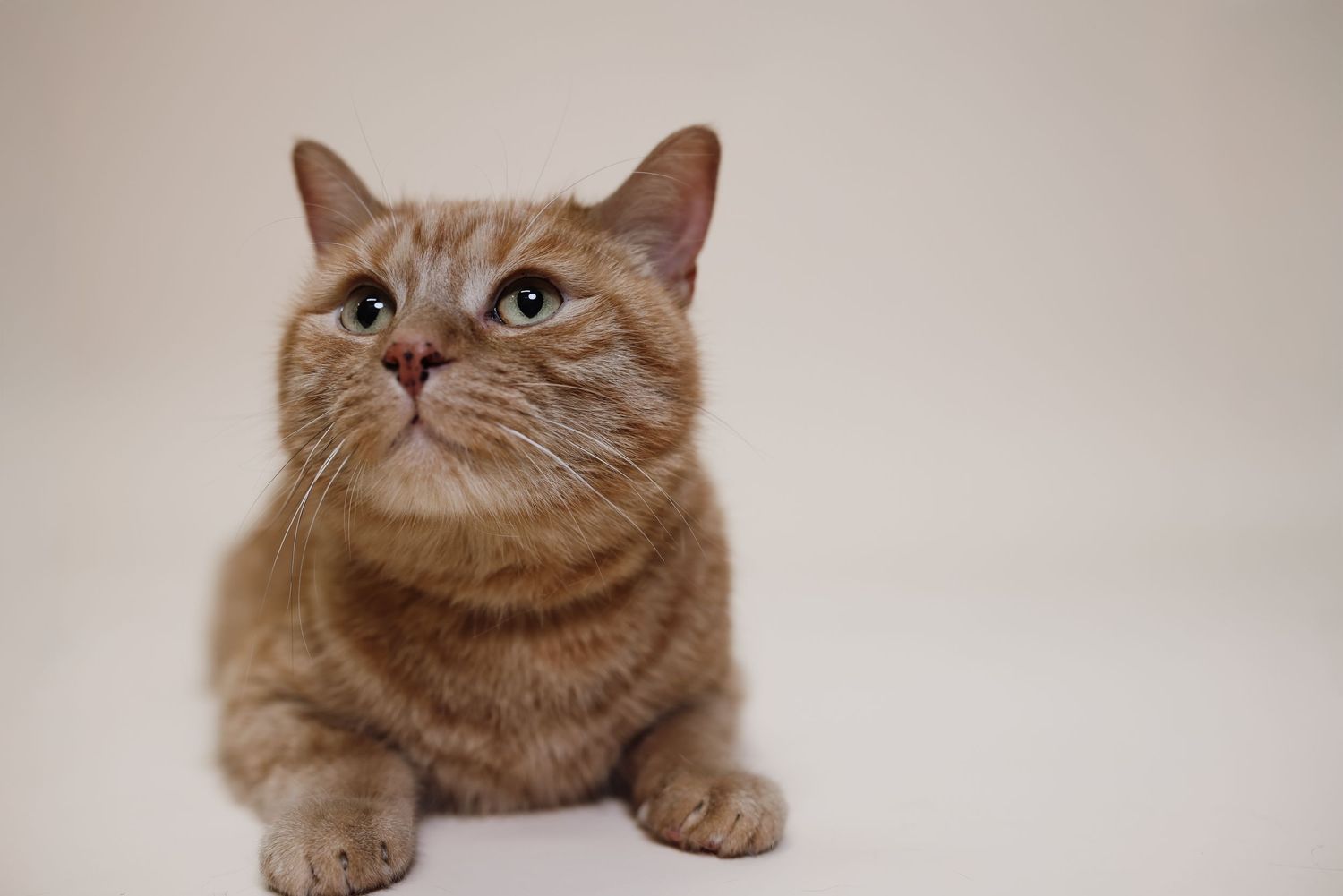 A cream-colored British Shorthair cat with bright eyes looks up while lying on a light background.