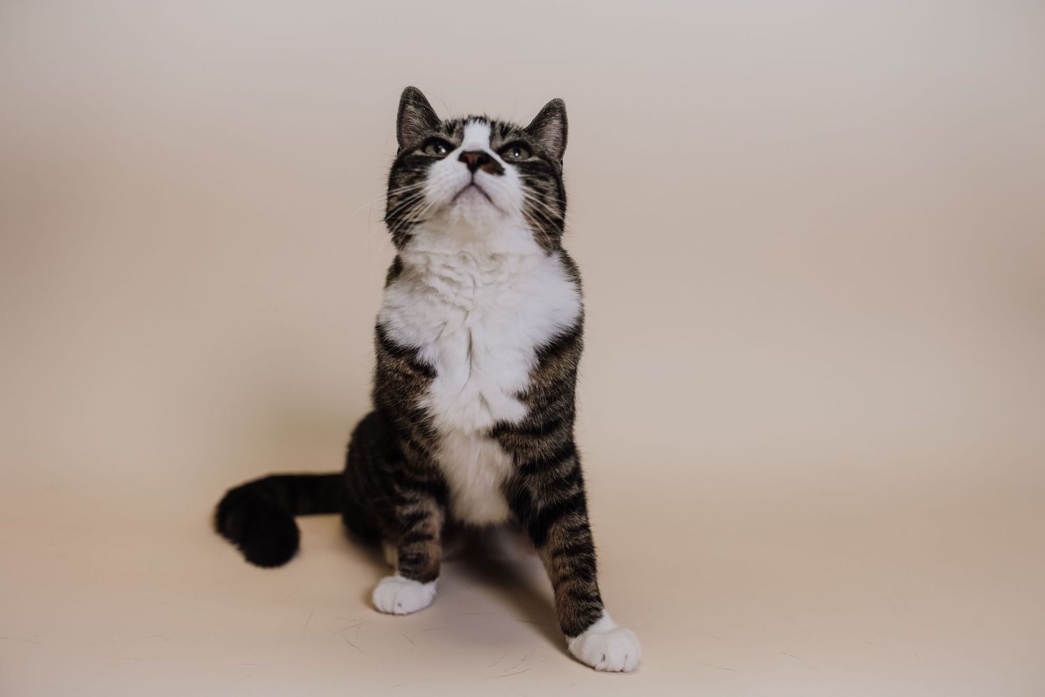 A playful tabby cat in various poses stretches, lounges, and shows off its expressive personality against a neutral background.