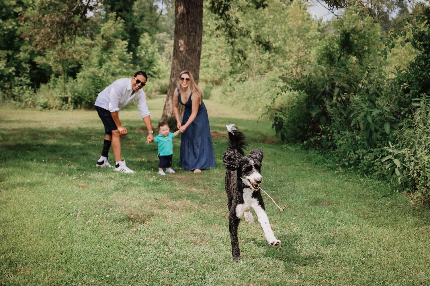 A group plays together with two dogs in a sunny green park on a summer afternoon.