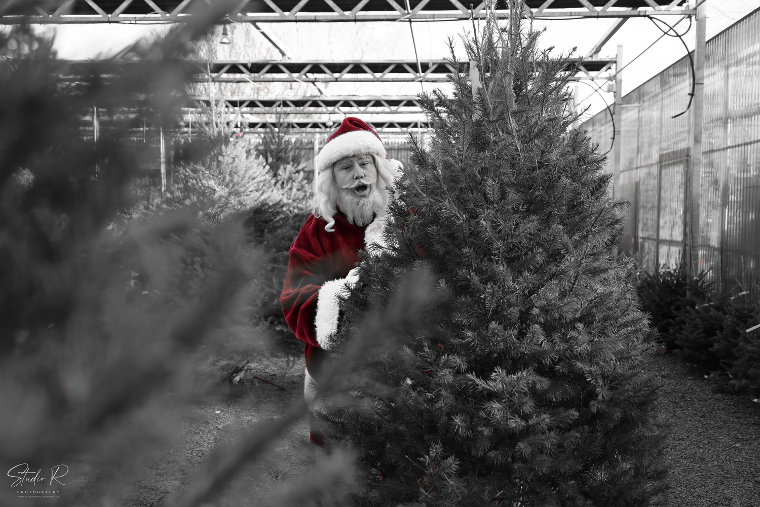 A black and white photo series showing a person in red gloves decorating an evergreen Christmas tree outdoors.