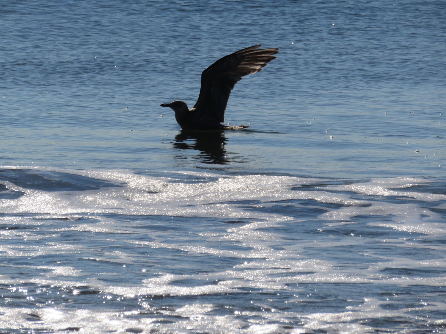 A large black bird spreads its wings gracefully above the shimmering blue ocean waves on a sunny day.