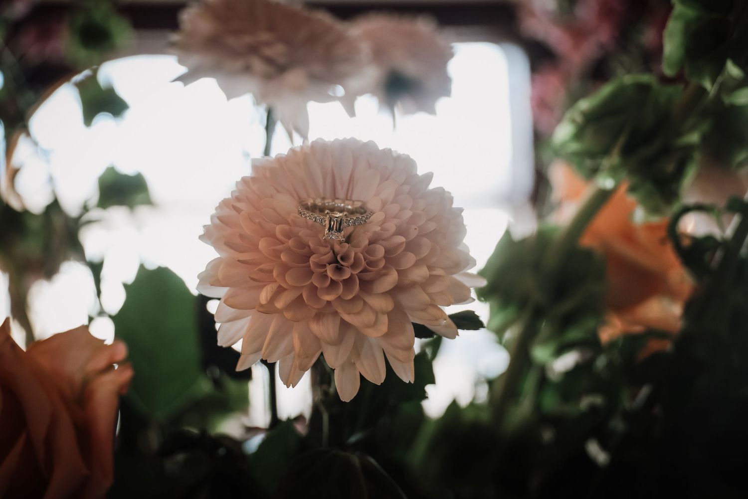 Close-up view of pink gerbera daisies with blurred green foliage background in soft natural lighting.